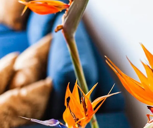 Lejlighed Flyviewflatsgold Privatehottub With Seaview Ixia (Rhodes)